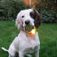 Silicon Collar Light Small 8cm