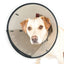 Smart Collar Size 1