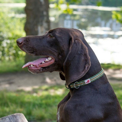Long Paws Comfort Collection Collar Green 20mm X34-52cm