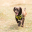 Long Paws Comfort Collection Harness Green 38-56cm