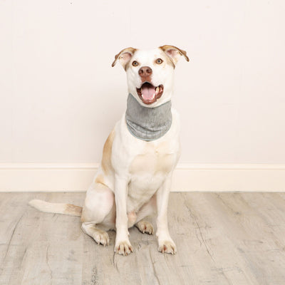 Cooling Bandana Large/Xlarge