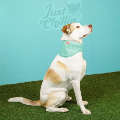 Just Chillin' Cooling Bandana Small / Medium