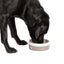 Fatface Marching Dogs Pet Bowl 16cm