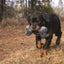 KONG Maxx Bone Medium/Large