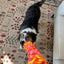 KONG Rope Bunji Assorted Small