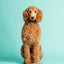 Cream Non Tip Lettered Dog Bowl 21Cm M/O