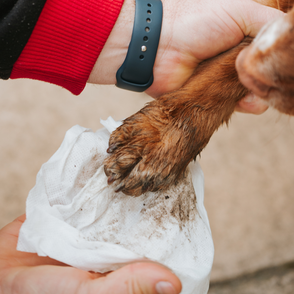 Biodegradable Bamboo Pet Wipes - 100pk Apple Refills