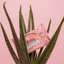 Adios Plastic Compostable Pet Wipes 25 Pack