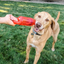 KONG JumblerTug Assorted Medium/Large