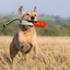 KONG WildShieldz Training Dummy Orange/White Medium/Large