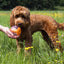 Giggling Treat Ball