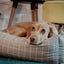 Check Sofa Bed Medium