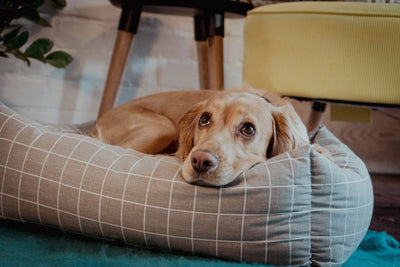 Check Sofa Bed Medium
