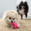 KONG Snuzzles Mini Pig XS