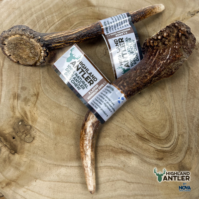 Highland Antler - Antler Extra Large (220g +)
