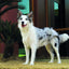 M-PETS Diapers - Female Dog - Xtra Large