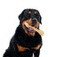 M-PETS Greenbo Natural Rubber Bones - Large