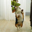 M-PETS Buck Eco Dog Toy