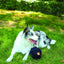 M-PETS Coto Black Ball 15 Cm