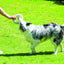 M-PETS Coto White Ring 18 Cm