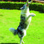 M-PETS Coto White Ring 18 Cm