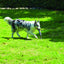 M-PETS Coto Grey Loop Bar 34 Cm