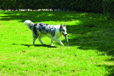 M-PETS Coto Grey Loop Bar 34 Cm