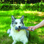 M-PETS Coto Grey Loop Bar 34 Cm