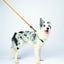 M-PETS Wild Jungle Regular Leash L-Xl