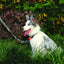M-PETS Wild Jungle Collar Medium