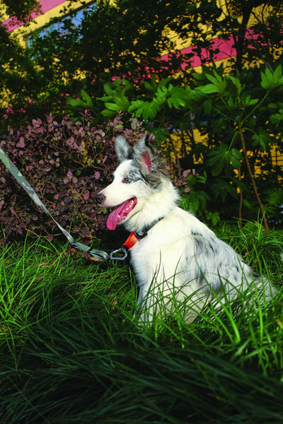M-PETS Wild Jungle Collar Medium