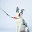 M-PETS Wild Jungle Collar Medium