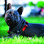 M-PETS Wild Jungle Harness Medium