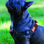 M-PETS Wild Jungle Harness Medium