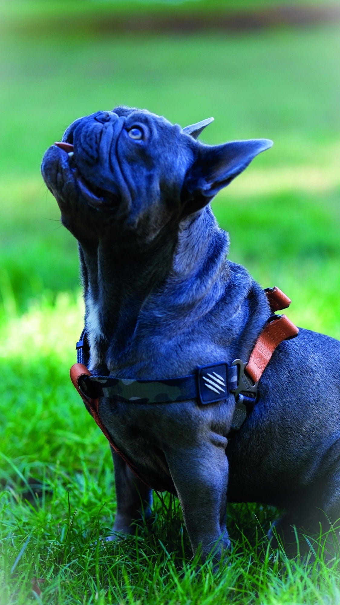 M-PETS Wild Jungle Harness Medium