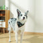 M-PETS Wild Jungle Bandana Medium