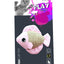 M-PETS Fish Assorted