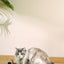 M-PETS My Scratchy Montana Cat Cardboard Scratchers