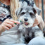 Vet's Best Triple headed Toothbrush For Dogs