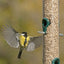 RSPB Sunflower Hearts - 900g