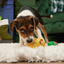 BARK Xmas Ginger Boy Brew