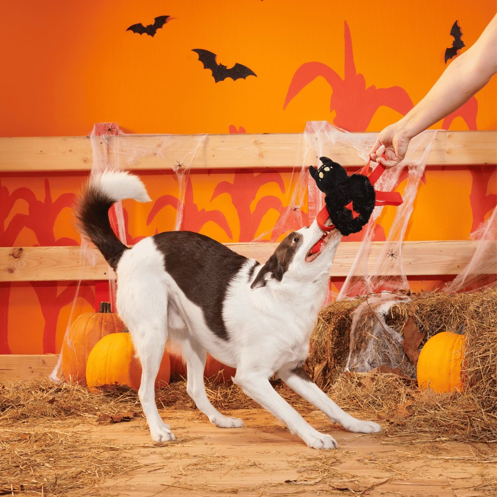 BARK Halloween Blake Widow