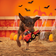 BARK Halloween Oldest McDonald