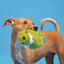 Bark Consuela The Cactus Dog Toy