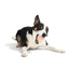 Bark I-Squeak Cone Dog Toy