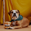 Bark More S'Mores Dog Toy