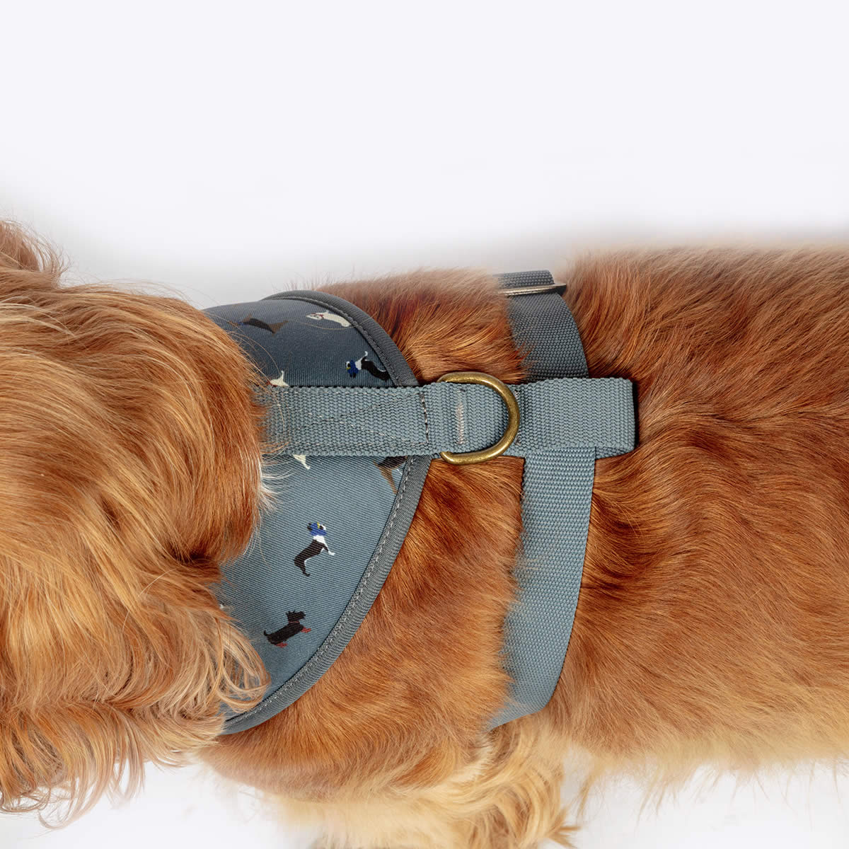 FatFace Marching Dogs Harness Small 40-52cm