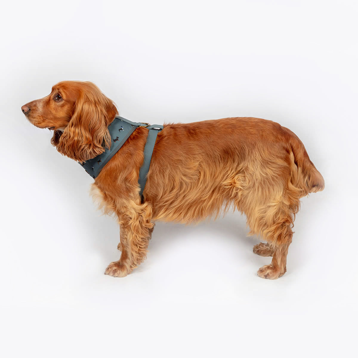 FatFace Marching Dogs Harness Large 58-78cm