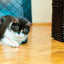 KONG Cat Laser Pointer