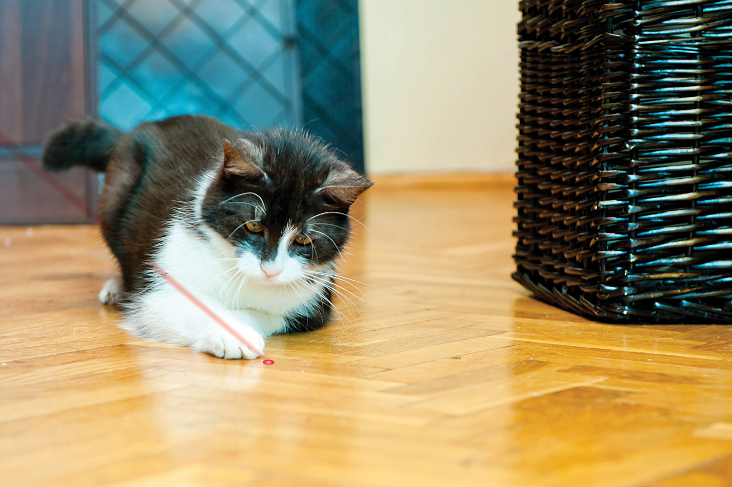 KONG Cat Laser Pointer